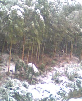 ������Ɛ�i�F